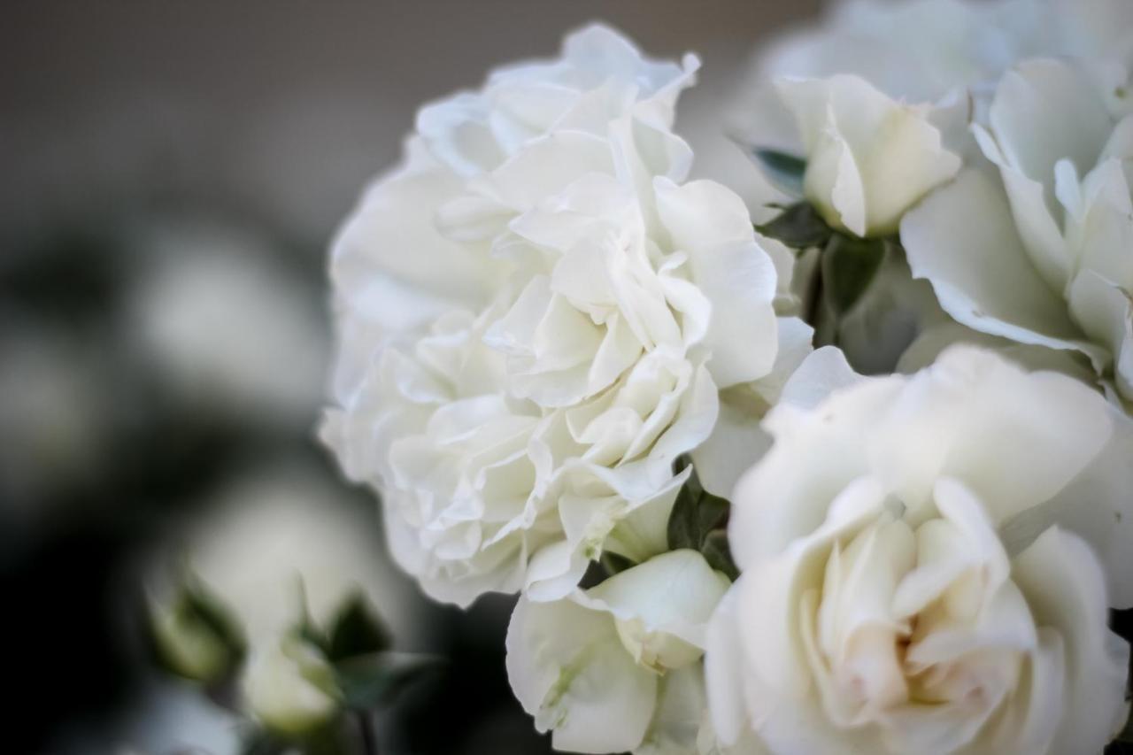 Millefiori La Corte Delle Rose ロヴィーゴ エクステリア 写真